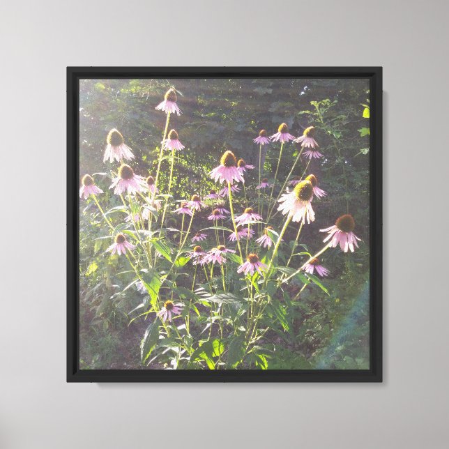 Impressão Em Tela Flores de Echinacea ao Sol (Frente)