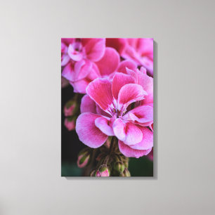 Impressão em Tela Flores de Gerânio Rosa
