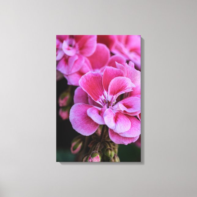 Impressão em Tela Flores de Gerânio Rosa (Frente)