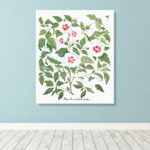 Impressão Em Tela Flores de Hibisco Antigas por Basilius Besler