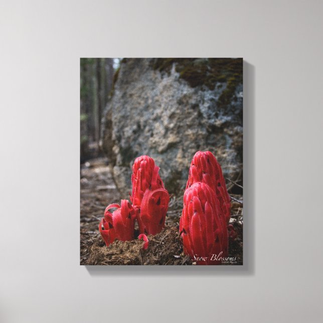 Impressão Em Tela Flores de Neve (Frente)