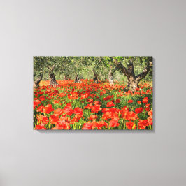 Impressão Em Tela Flores de papoila vermelha sob oliveiras antigas