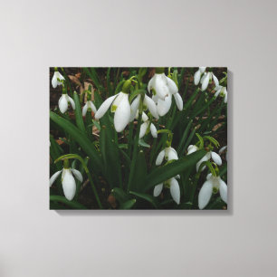Impressão Em Tela Flores de primavera Brancas I (Galanthus)