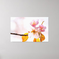 Flores de Sakura e Fundo Rosa Suave de Primavera