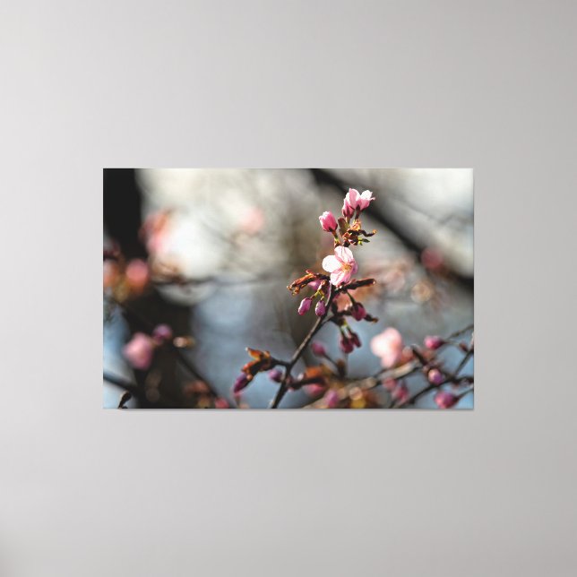 Impressão Em Tela Flores de Sakura Iluminadas pelo Sol Contra o Céu  (Frente)