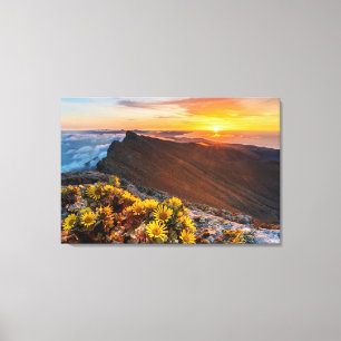 Impressão Em Tela Flores   Ilhas Canárias, Espanha