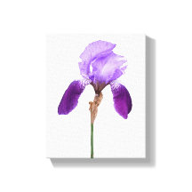 Flores íris roxas glam floral boho trendy feminino