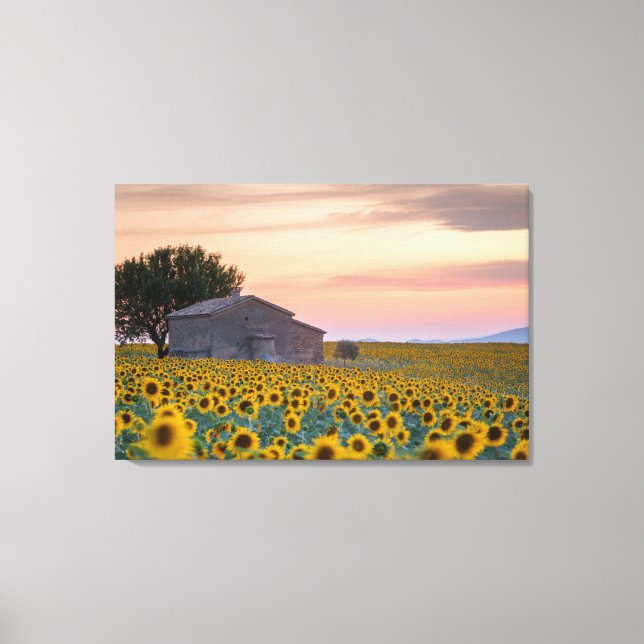 Impressão Em Tela Flores | Proveniência de girassol, França (Frente)