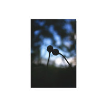 Flores Românticas – Fantasia Botânica Boho