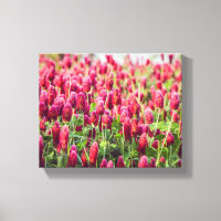 Flores Selvagens de Campo Crimson Clover