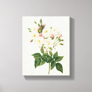 Impressão Em Tela Flores Vintage Floral Blush Noisette Rose Redoute