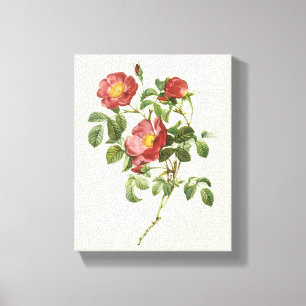 Impressão Em Tela Flores Vintage Floral Rosa Vermelha do Amor por Re