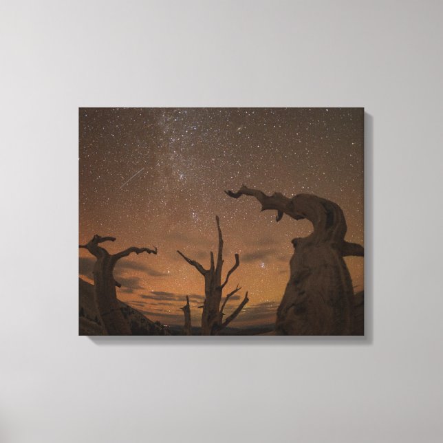 Impressão Em Tela Floresta Antiga de Pinheiros Bristlecone | Califór (Frente)