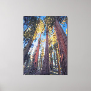 Impressão Em Tela Floresta de Árvores Sequoias Gigantes Paisagem