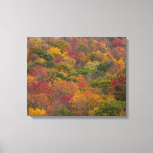 Impressão Em Tela Floresta de Madeira em Randolph County, Virgínia O