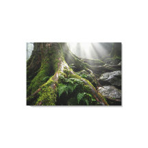 Floresta de Musgo de Yakushima 'Sopro de Vida' | B