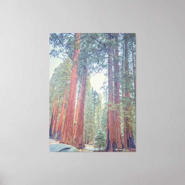 Impressão Em Tela Floresta gigante Sequoia (Frente)