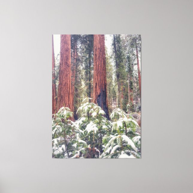 Impressão Em Tela Floresta Sequoia no inverno (Frente)