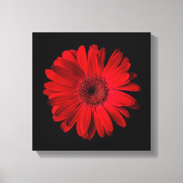 Impressão Em Tela Flowers | Red Gerbera Daisy (Frente)