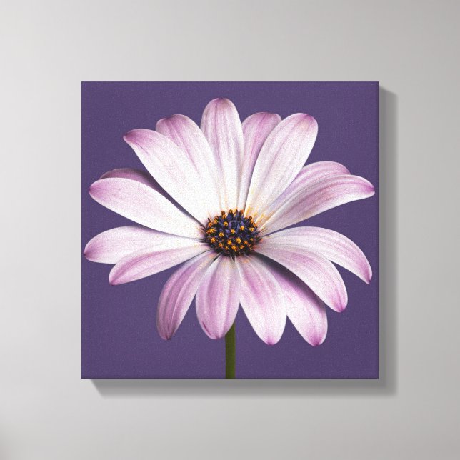 Impressão Em Tela Flowers | White & Purple Daisy (Frente)