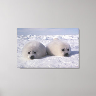Impressão Em Tela Foca-da-groenlândia (Phoca groenlandica) Filhotes 