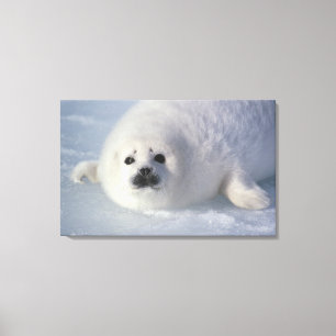 Impressão Em Tela Foca da Groenlândia Phoca groenlandica) Uma foca d