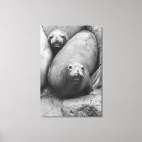 Focas de elefante