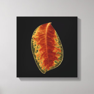 Impressão Em Tela Folha Castanha, Pão, Vida Boa, Foto de Arte