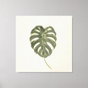 Impressão Em Tela Folha de Monstera Variegada Minimalista Creme Vint
