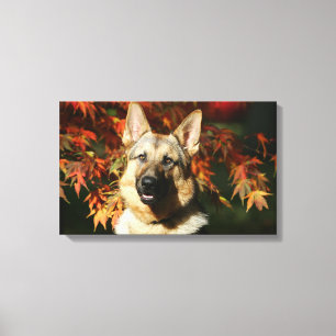 Impressão Em Tela Folhas de outono do german shepherd