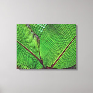 IMPRESSÃO EM TELA "FOLHAS DE PLANTA DE BANANA COM GOTAS DE CHUVA" (F
