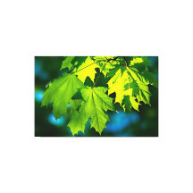 Folhas frescas de mapeamento verde