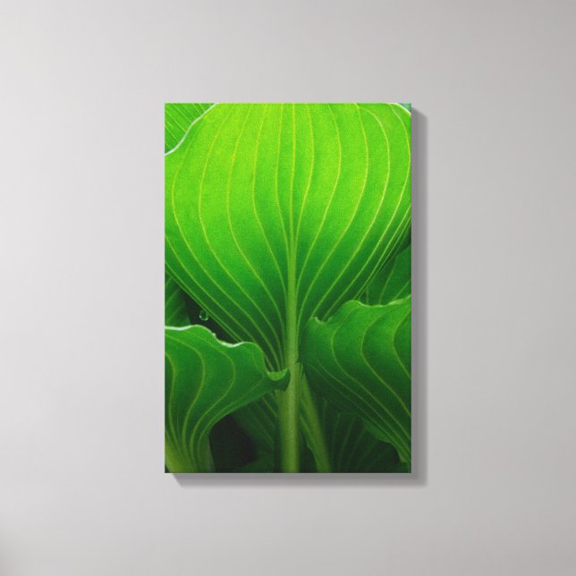 Impressão Em Tela Folhas Verdes de Hosta (Frente)