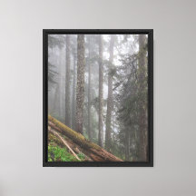 Forest Nature