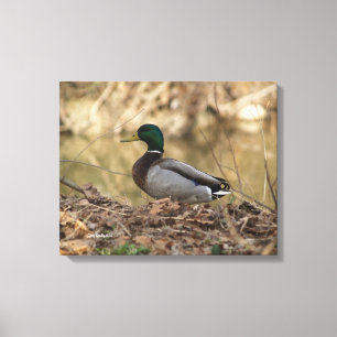 Impressão Em Tela Foto a cores masculino do cheio do pato do pato