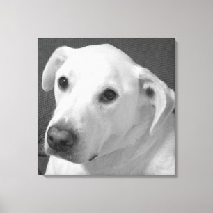 Impressão Em Tela Foto branca e negra de um lindo cão com alma