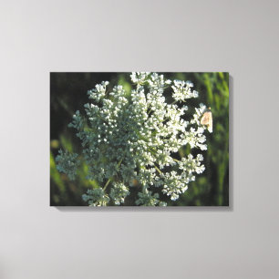 Impressão Em Tela Foto da Flor de rendas da Rainha Anne