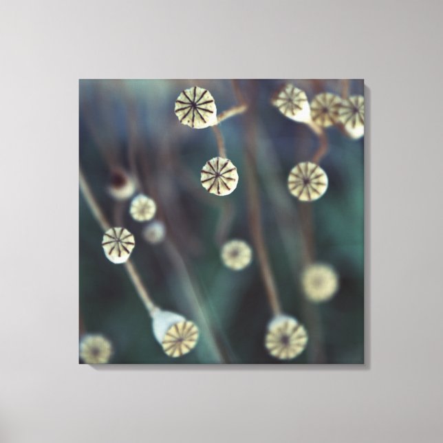 Impressão Em Tela foto da natureza da fruta de papoila (Frente)