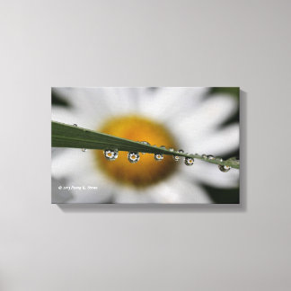 Impressão Em Tela Foto da natureza Daisy Drops