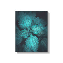 Foto da natureza Nettle