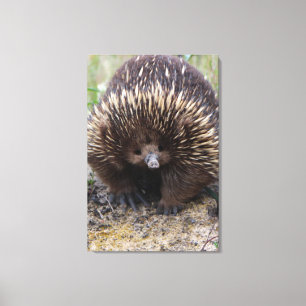 Impressão Em Tela Foto de animal Echidna Cute, australiana