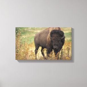 Impressão Em Tela Foto de Bison