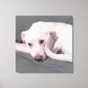 Impressão Em Tela Foto de cachorro branco com cauda curva contra ros