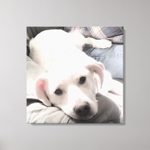 Impressão Em Tela Foto de cachorro cansado fofo com o pai no sofá qu
