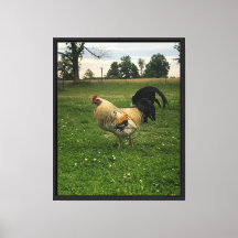 Foto de Frango na Fazenda