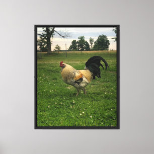 Impressão Em Tela Foto de Frango na Fazenda