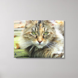 Impressão Em Tela Foto de Gato Marrom de Pelo Longo em Tela Enrolada