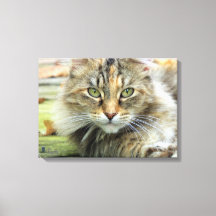 Foto de Gato Marrom de Pelo Longo em Tela Enrolada