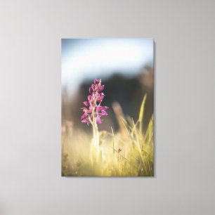 Impressão Em Tela Foto de Orquídea Selvagem na Natureza