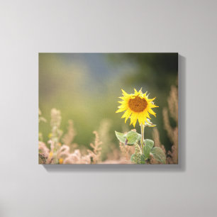 Impressão Em Tela Foto de Sunflower Nature